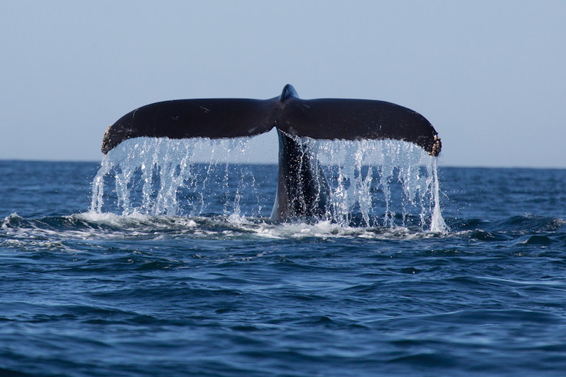 Whale Watching Gold Coast