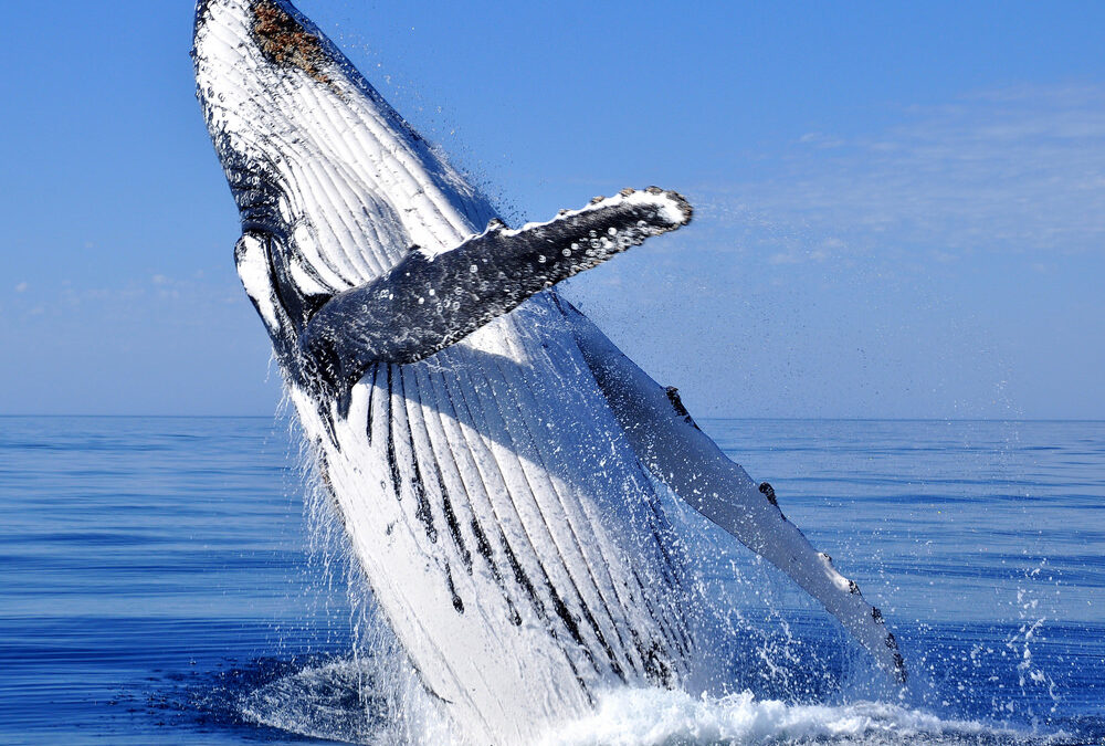 Visit Humpback Whales in Surfers Paradise