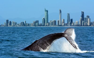 Get Ready for a Fun Family Adventure This Whale Watching Season