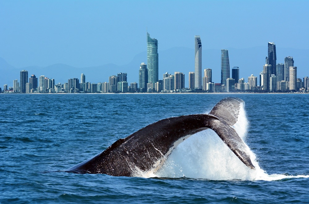 It’s Whale Watching Season on the Gold Coast this Spring!